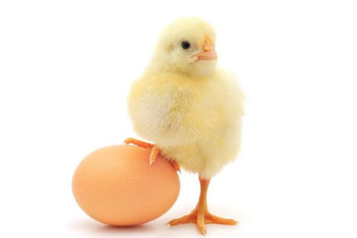 Chicken Feed production