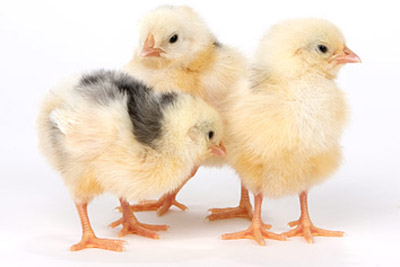Chicks Production